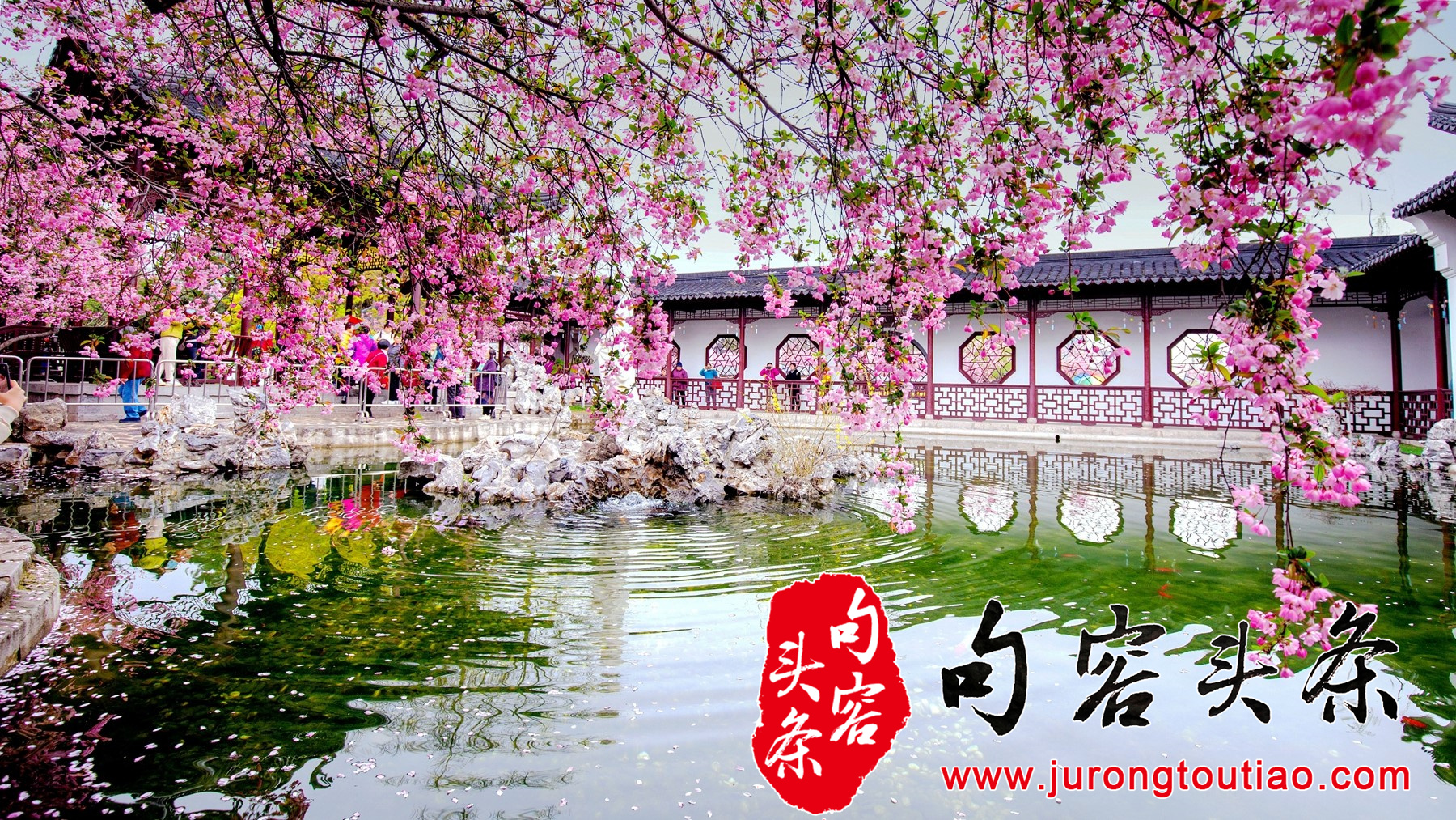 醉美海棠花+任康+13655175855_看图王_副本