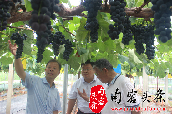 调研葡萄新品生长情况.jpg