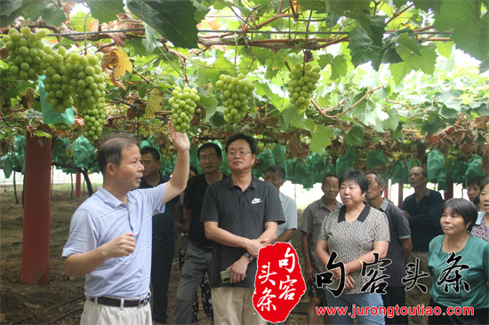 面对面传授“阳光玫瑰”葡萄种植技术.jpg