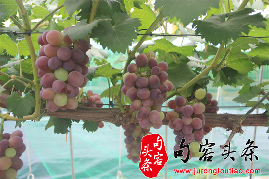推广葡萄新品种.jpg